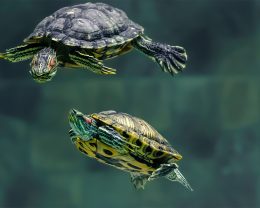 two turtles in water
