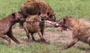 African-Predators-Studies