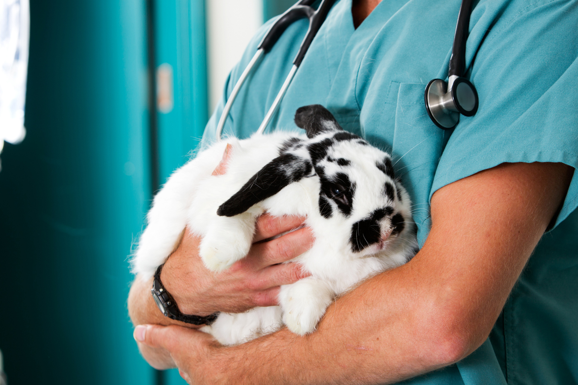 Doctor caring rabbit