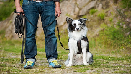 Dog-Training-canine-course