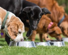 dogs eating food