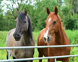two horses in farm