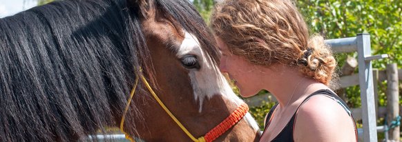 Equine-halter-and-Care