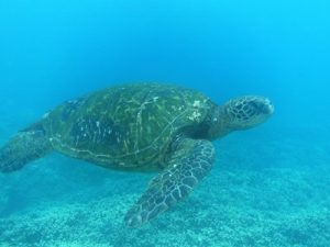 Flatback-Sea-Taurtle