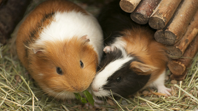 Guinea-Pig-Course