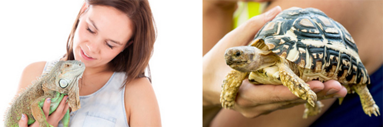 Holding-Exotic-Animal