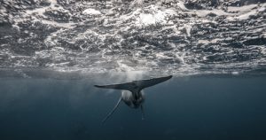 Marine-Conservation-Course