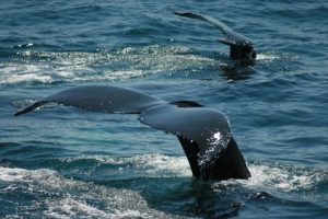 Marine-Courses-shark