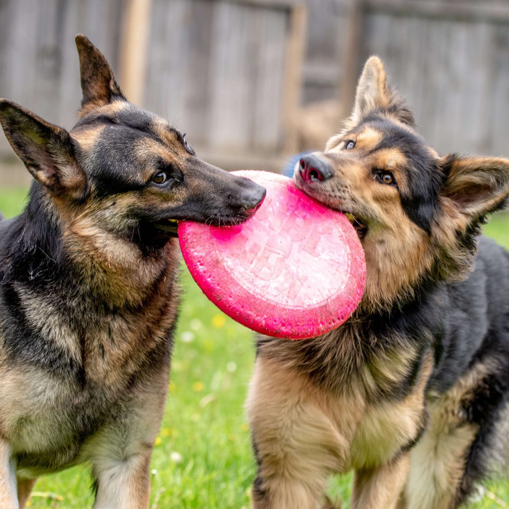 Pet-Care-Business-Courses