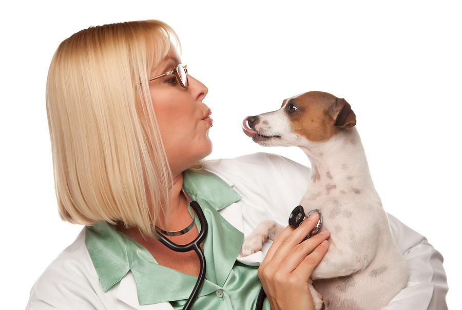 Veterinary Nursing Assistants Level 2 Diploma Careers