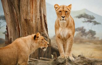 african lions in jungle