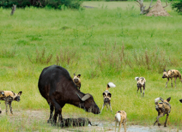 African Predators Studies