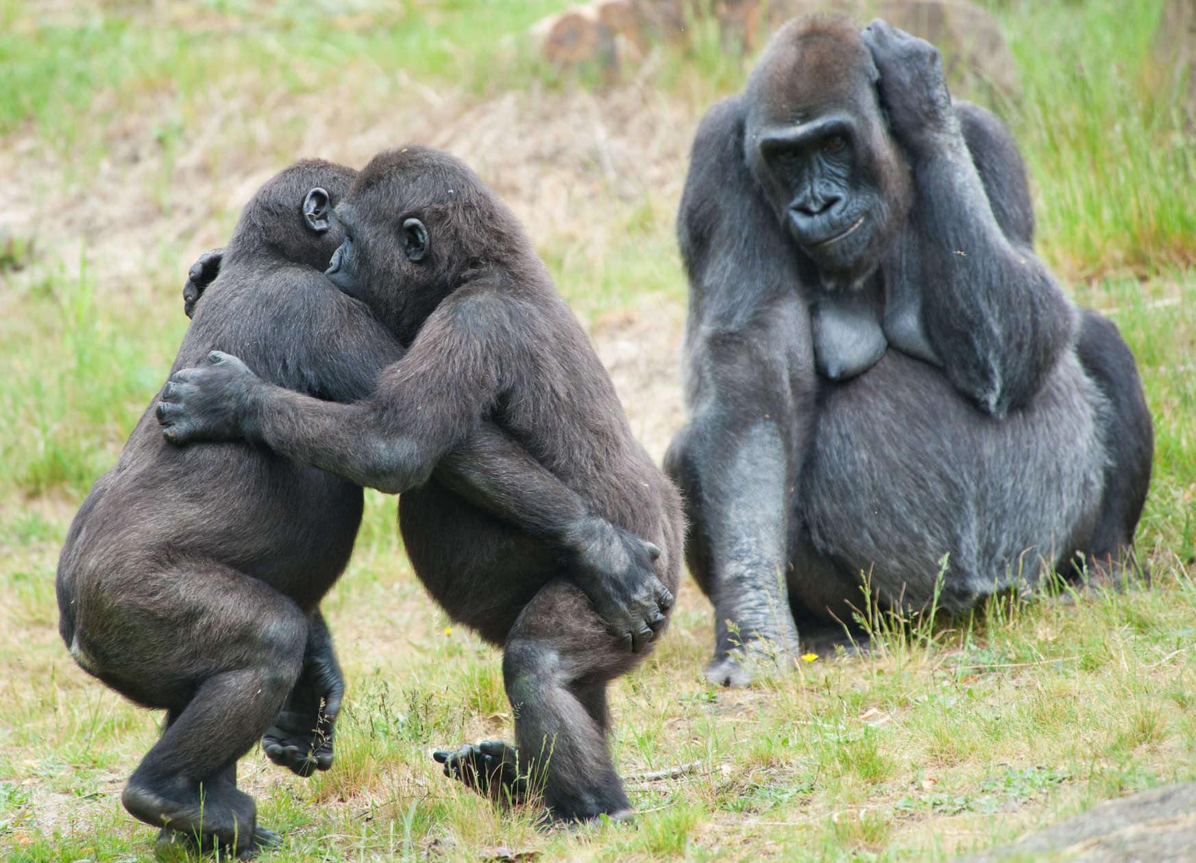 African Primate Studies Wildlife Courses Animal Careers