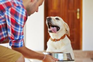 animal-dog-eating-food