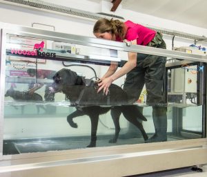 animal-hydrotherapy-courses