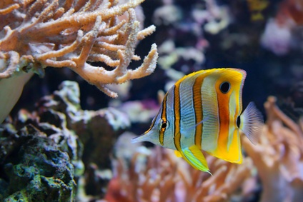 aquarium-fish