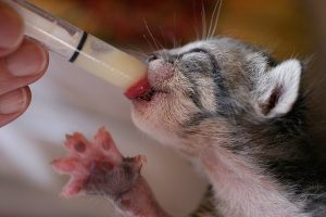 baby-cat-feed