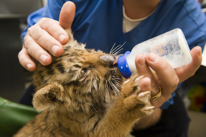 baby-lion-feed-milk