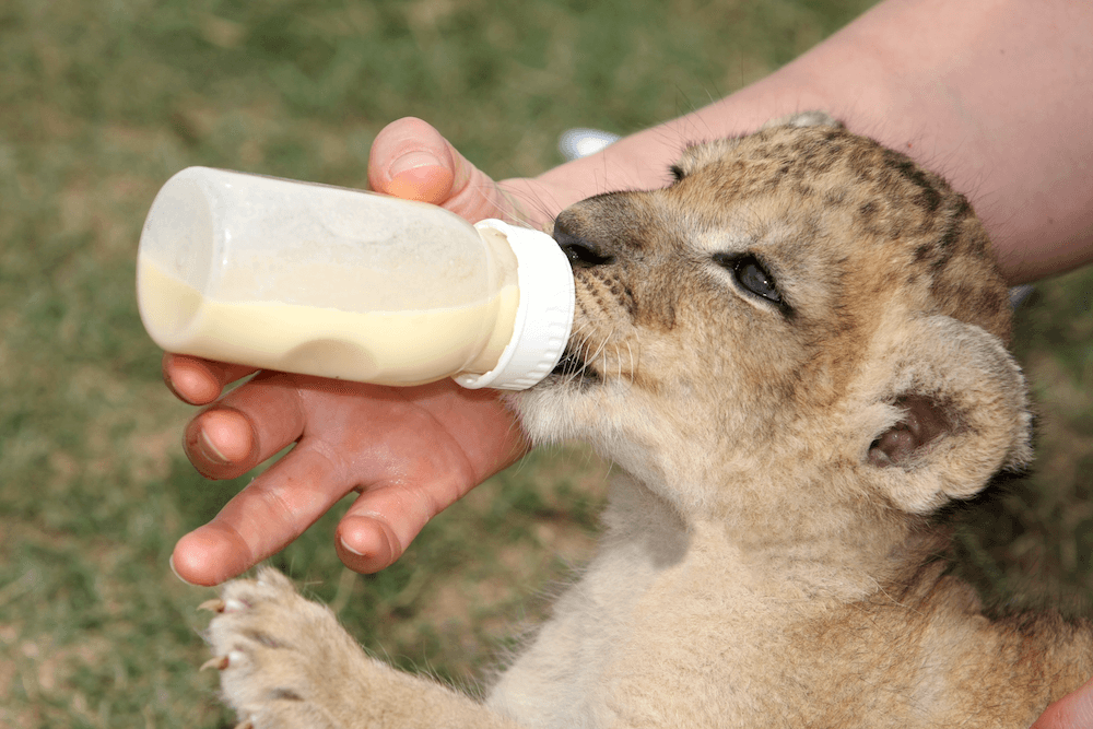 baby lion feed milk