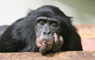 black monkey deperession