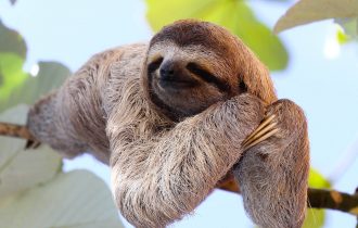 rainforest sloth sleep in tree