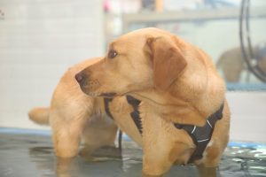 canine-hydrotherapy-treadmill01