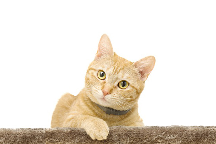 cat head shot