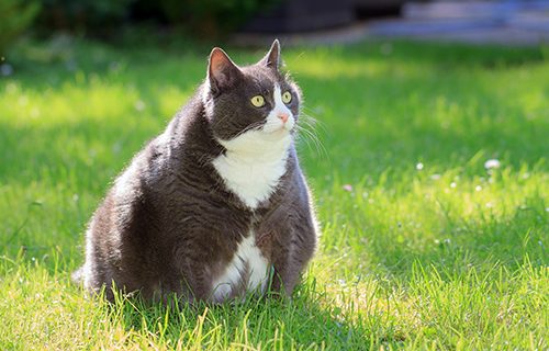 cat in grass