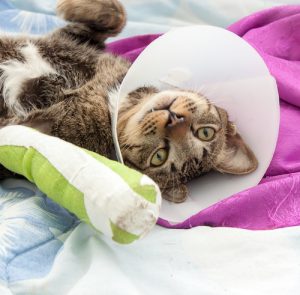 cat-first-aid