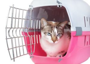 cat-in-cage-animal-charoty-course