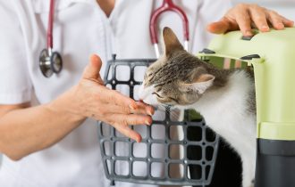 cat kiss hand