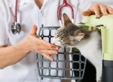 Level 2 Award in Feline Care and Behaviour
