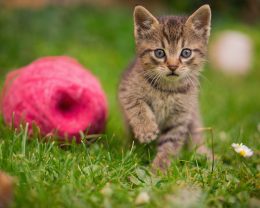 cat in grass