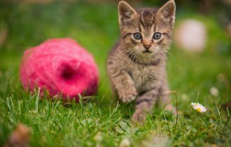 cat in grass