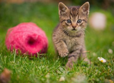 Principles of Feline First Aid