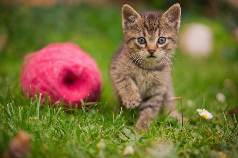 Principles of Feline First Aid