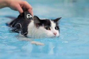 cat training in water