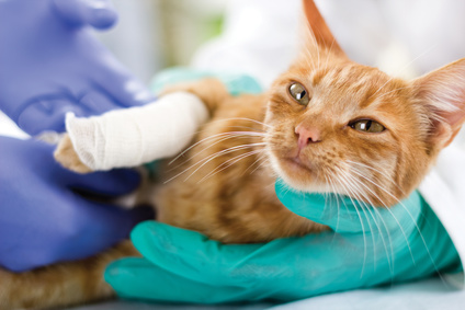 cat-treatment