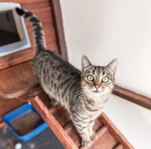 cat_cattery_course_3