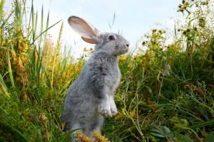companion-animal-behaviour
