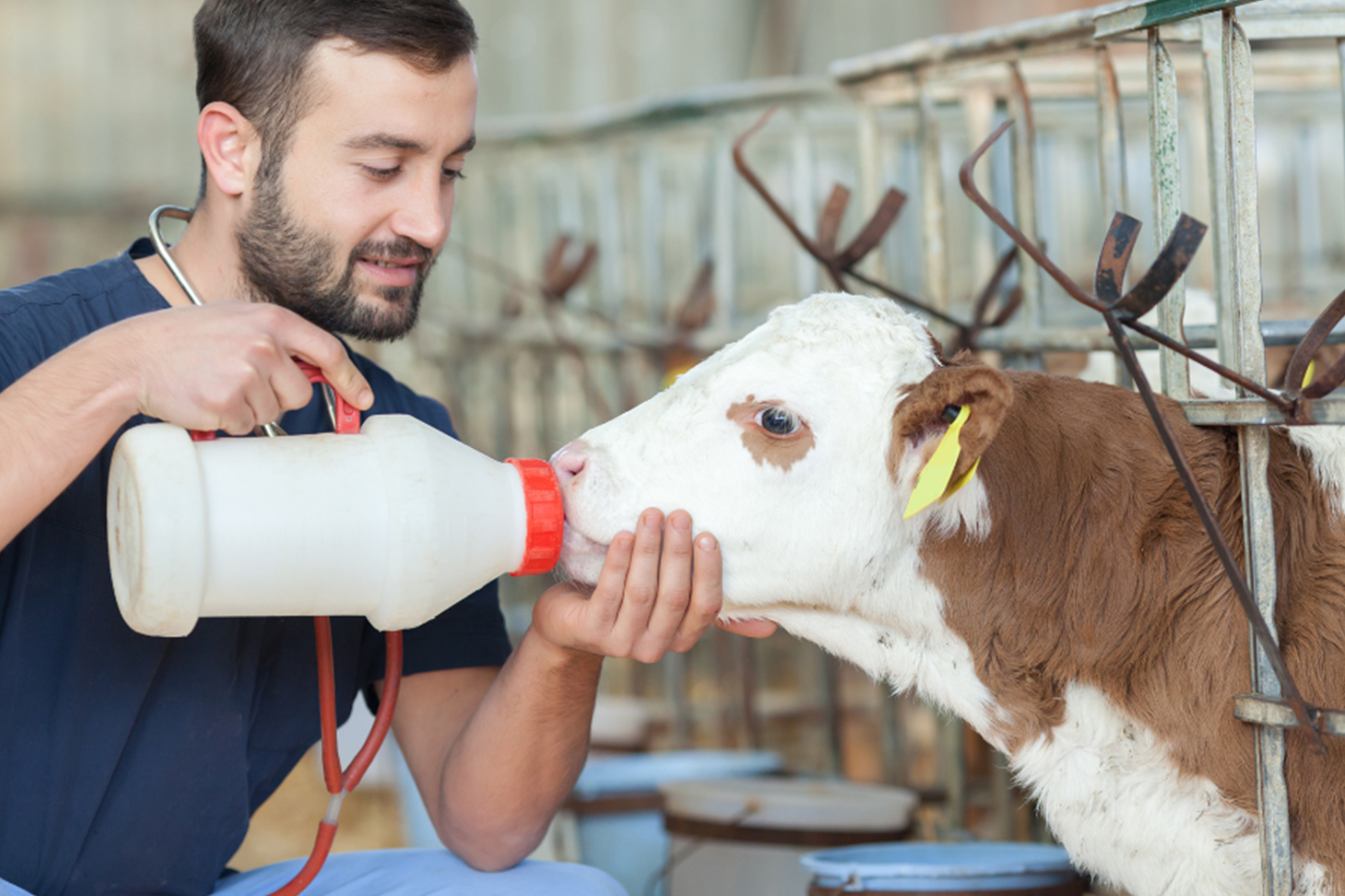 man drink a milk our cow