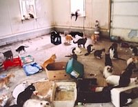 crazy-cat-lady-hoarder