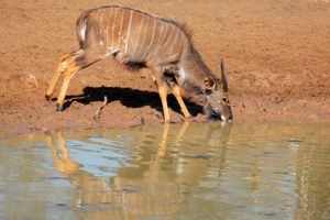 deer-drinking-water