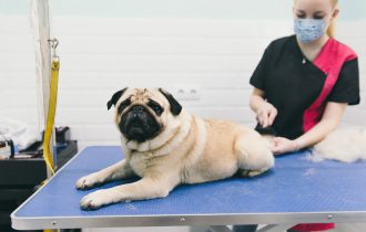 nurse treat a dog