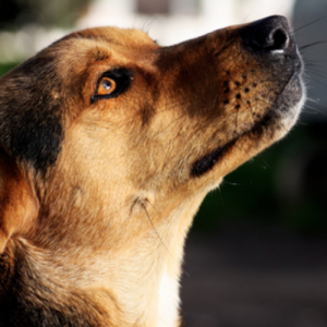 dog-canine-care