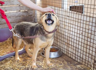 Animal Shelter Management