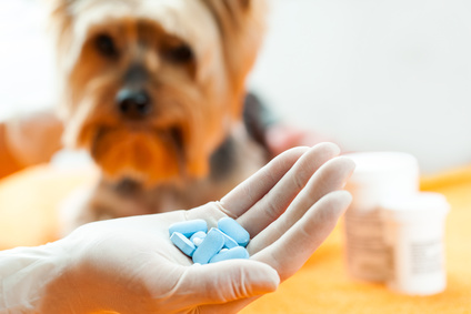 dog-medicin