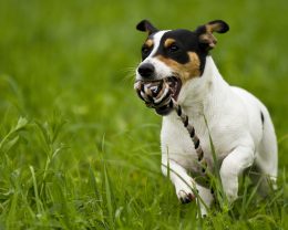 dog play in garden