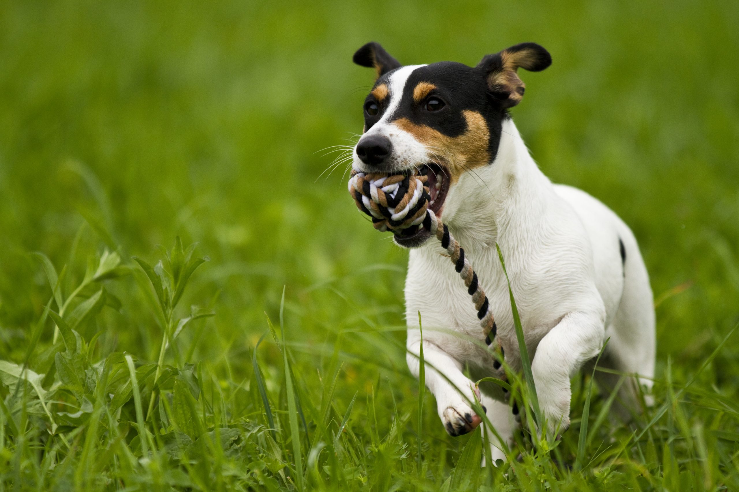 dog play in garden