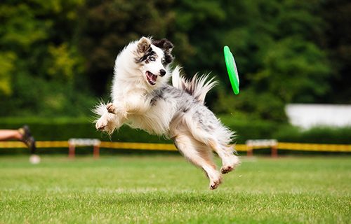 dog play pepsi ball
